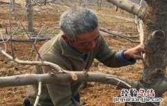 果树刮皮注意事项是什么 果树刮皮注意事项