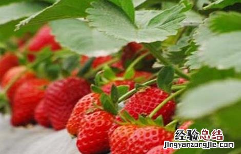 草莓春季管理要点有哪些 草莓春季管理要点