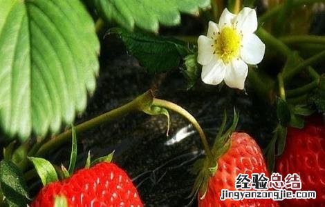 草莓春季管理要点有哪些 草莓春季管理要点