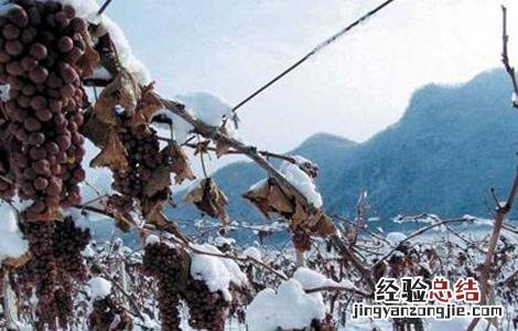 冰葡萄种植技术与管理 冰葡萄的种植技术