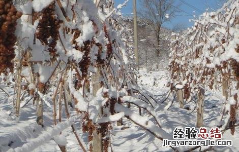 冰葡萄种植技术与管理 冰葡萄的种植技术
