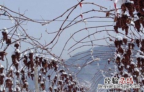 冰葡萄种植技术与管理 冰葡萄的种植技术