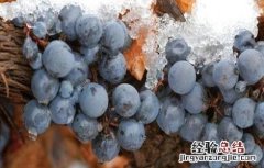 冰葡萄种植技术与管理 冰葡萄的种植技术