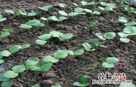 黑老虎怎么繁殖出来的 黑老虎怎么繁殖