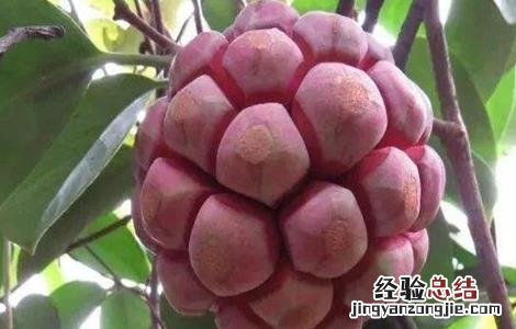 黑老虎怎么繁殖出来的 黑老虎怎么繁殖