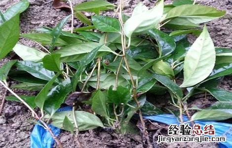黑老虎怎么繁殖出来的 黑老虎怎么繁殖