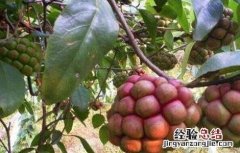 黑老虎种植技术和管理 黑老虎的田间管理要点
