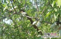 巴旦木的栽培技术和管理 巴旦木的栽培技术