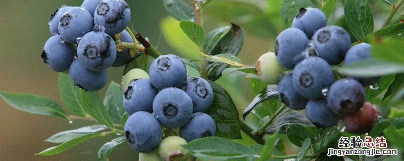 蓝莓一般在哪里种植 蓝莓在哪里可以种植