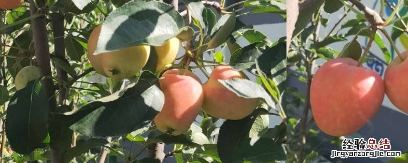 香槟是水果吗 香槟果是什么水果