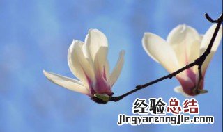 玉兰花象征什么样的人 玉兰花象征什么