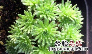 多肉球松有毒吗 多肉植物球松
