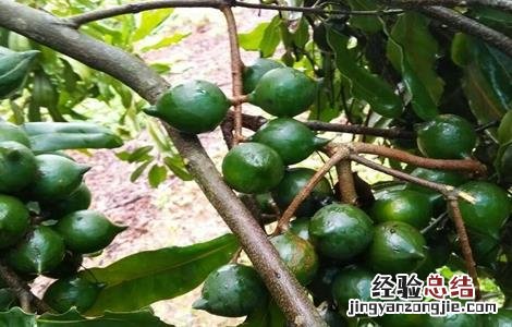 夏威夷果生长对环境条件要求 夏威夷果的生长环境
