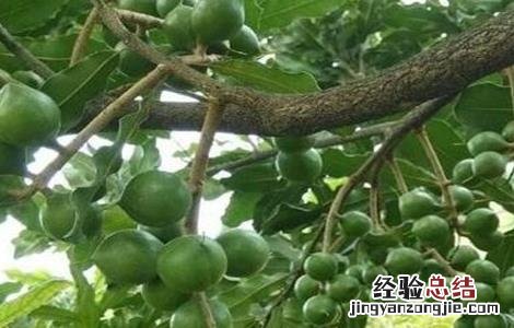 夏威夷果生长对环境条件要求 夏威夷果的生长环境