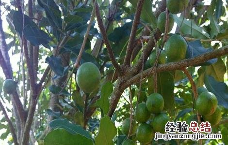 夏威夷果生长对环境条件要求 夏威夷果的生长环境