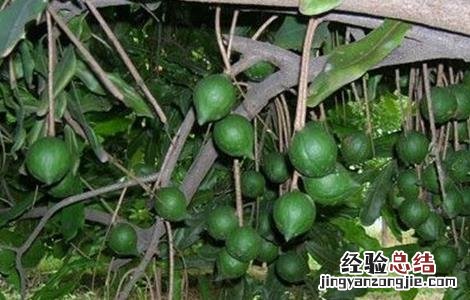 夏威夷果生长对环境条件要求 夏威夷果的生长环境