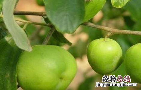 青枣施肥技术 青枣施肥技术视频