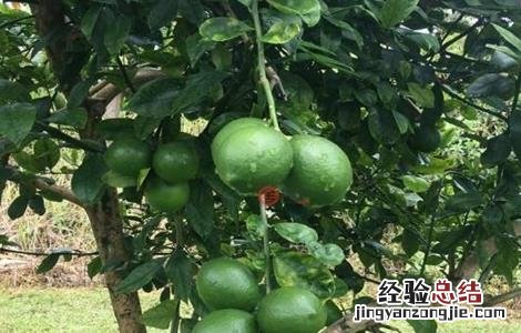 夏威夷果的种植技术 夏威夷果树的种植技术