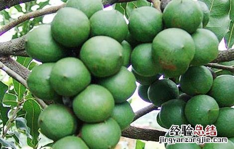 夏威夷果的种植技术 夏威夷果树的种植技术