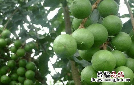 夏威夷果的种植技术 夏威夷果树的种植技术