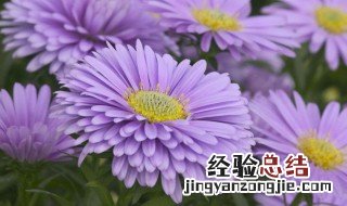 紫苑的花语是什么意思 紫苑花的花语是什么