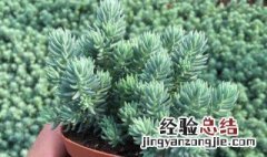 多肉球松怎么养老庄 多肉球松怎么养