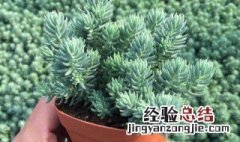 球松多肉夏天会死吗 多肉球松夏天怎么养