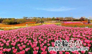 月宴的种植方法