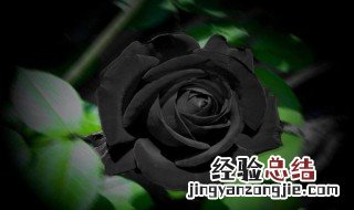 黑玫瑰的含义是什么意思 黑玫瑰的含义