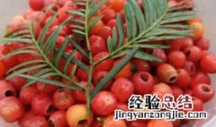 红豆杉果子泡酒的方法 红豆杉果子泡酒方法与用量