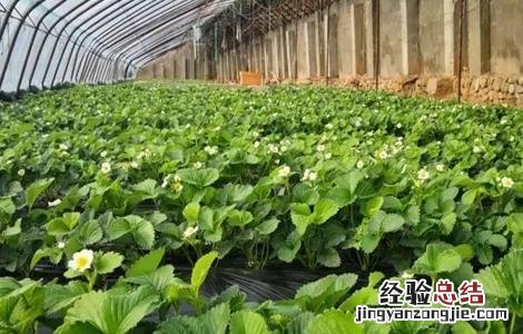 如何预防草莓早衰 如何预防草莓早衰