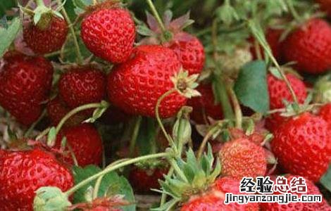 如何预防草莓早衰 如何预防草莓早衰
