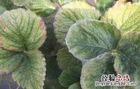 如何预防草莓早衰 如何预防草莓早衰