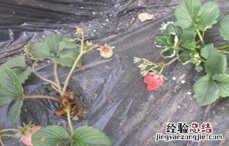 如何预防草莓早衰 如何预防草莓早衰
