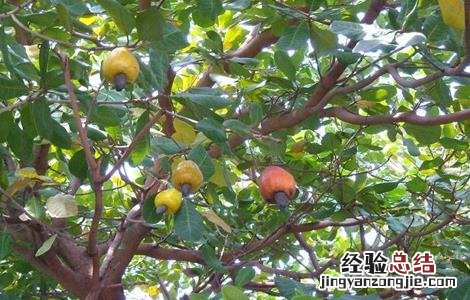 腰果的种植技术 腰果的种植技术和管理