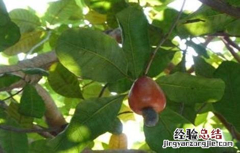 腰果的种植技术 腰果的种植技术和管理