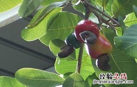 腰果的种植技术 腰果的种植技术和管理