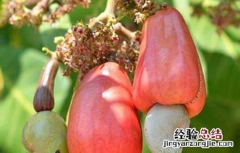 腰果的种植技术 腰果的种植技术和管理