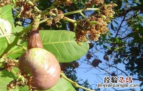 腰果的种植技术 腰果的种植技术和管理