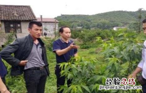 乌梅的种植条件 乌梅种植注意事项
