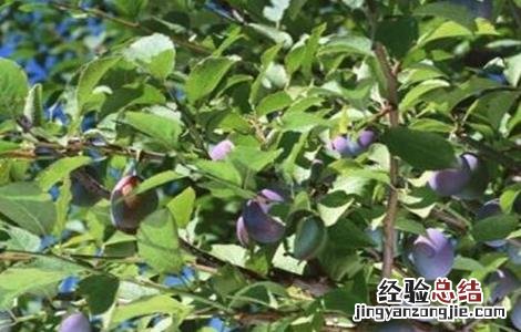 乌梅的种植条件 乌梅种植注意事项