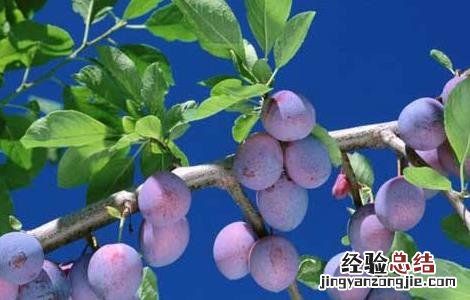 乌梅的种植条件 乌梅种植注意事项