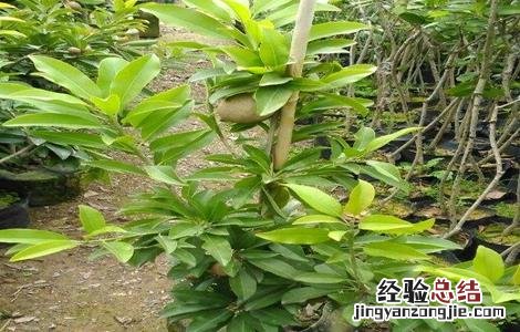 人心果的繁殖方法 人心果的繁殖方法和过程