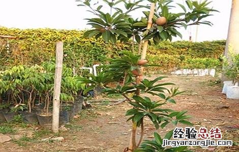 人心果的繁殖方法 人心果的繁殖方法和过程