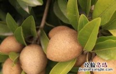 人心果的繁殖方法 人心果的繁殖方法和过程