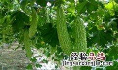 降火的食物菜谱大全 降火的食物
