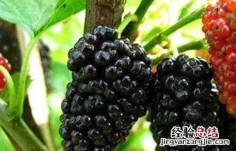 如何提高桑葚种植的成活率视频 如何提高桑葚种植的成活率