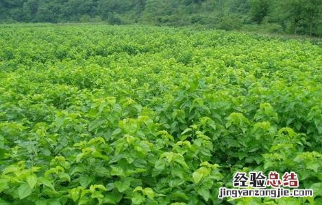 如何提高桑葚种植的成活率视频 如何提高桑葚种植的成活率