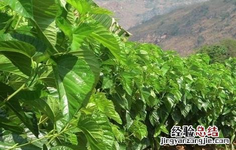 如何提高桑葚种植的成活率视频 如何提高桑葚种植的成活率