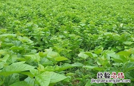 如何提高桑葚种植的成活率视频 如何提高桑葚种植的成活率